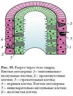 Кракен сайт официальный зеркало